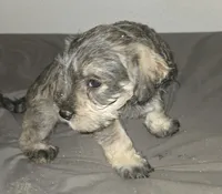  Darker Mocha latte female, a female Miniature Schnauzer for sale in Redding, CA – 6 of 9