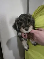 Fluffy Mocha latte  female, a female Miniature Schnauzer for sale in Redding, CA – 8 of 10