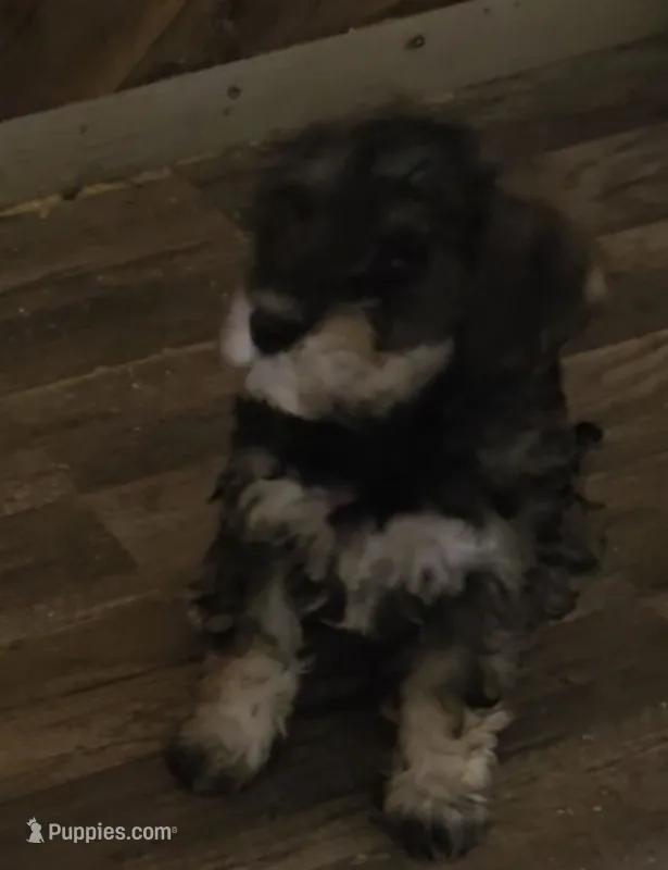 Darker Mocha latte male – Miniature Schnauzer puppy for sale in Redding, CA