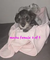 Mocha latte female, a female Miniature Schnauzer for sale in Redding, CA – 2 of 2
