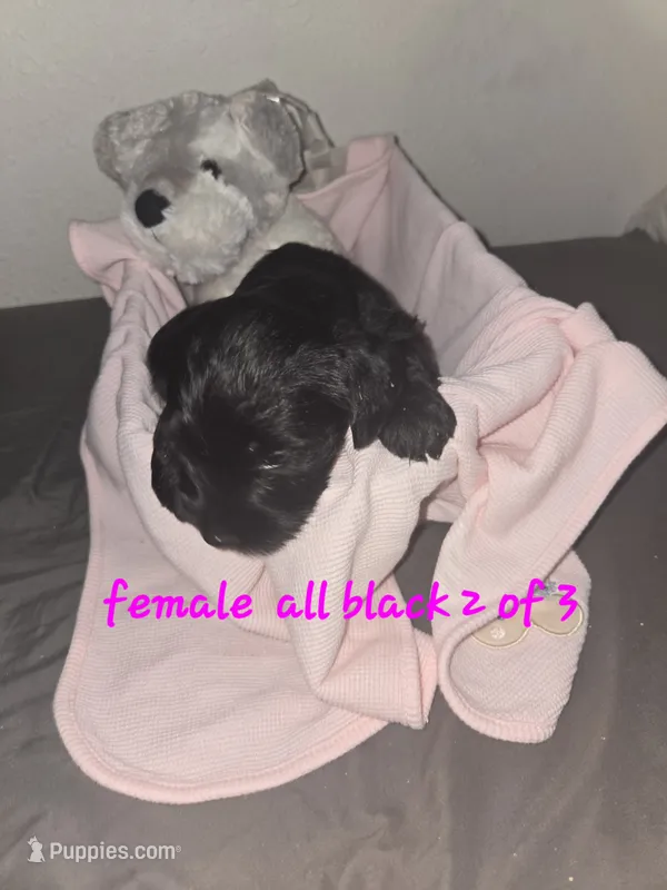 All black female – Miniature Schnauzer puppy for sale in Redding, CA