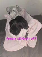 All black female, a female Miniature Schnauzer for sale in Redding, CA – 1 of 3