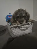 Mocha latte colored male #1, a male Miniature Schnauzer for sale in Redding, CA – 8 of 8