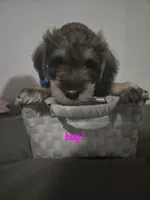 Mocha latte colored male #1, a male Miniature Schnauzer for sale in Redding, CA – 5 of 8