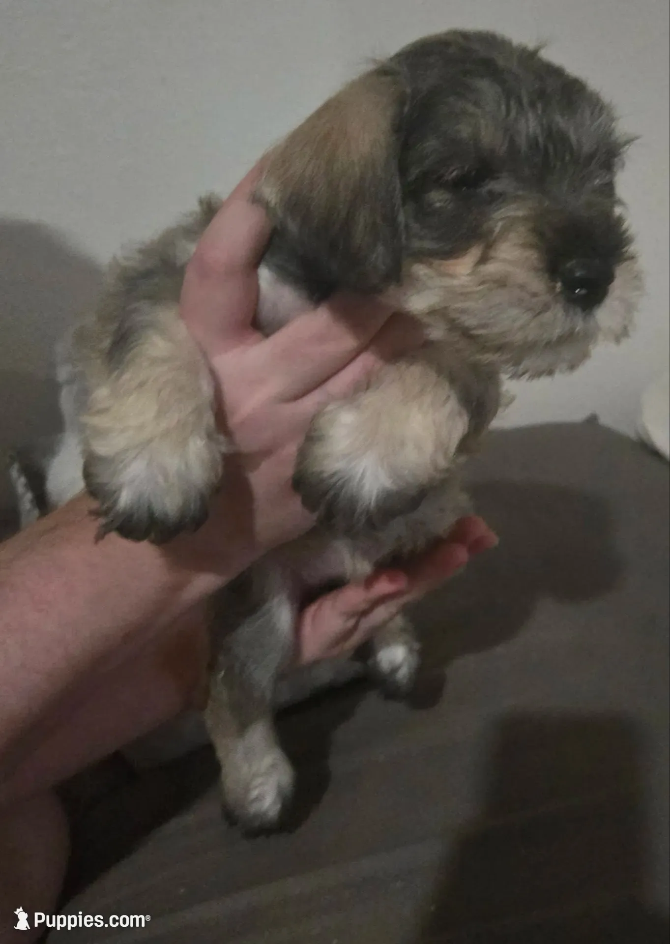 Mocha latte colored female, a female Miniature Schnauzer for sale in Redding, CA – 2 of 7