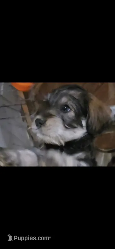 Fluffy Mocha latte male #1 – Miniature Schnauzer puppy for sale in Redding, CA