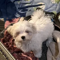 Joey, a male Maltese for sale in Chehalis, WA – 2 of 2