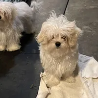 TEDDY, a male Maltese for sale in Chehalis, WA – Photo 2 of 2