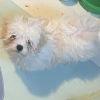 TEDDY, a male Maltese for sale in Chehalis, WA – Photo 1 of 2