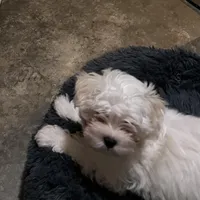 BOOBOO, a male Maltese for sale in Chehalis, WA – Photo 3 of 3