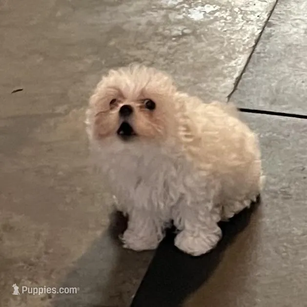 BOOBOO – Maltese puppy for sale in Chehalis, WA