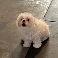 BOOBOO, a male Maltese for sale in Chehalis, WA – Photo 1 of 3