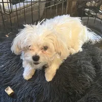 MISSY, a female Maltese for sale in Chehalis, WA – Photo 2 of 3