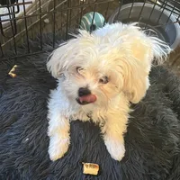 MISSY, a female Maltese for sale in Chehalis, WA – Photo 3 of 3