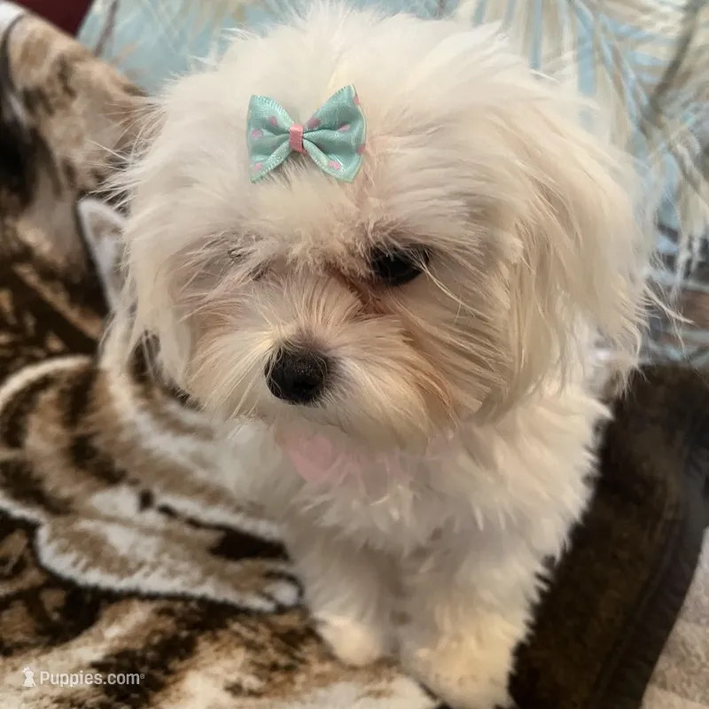 MISSY – Maltese puppy for sale in Chehalis, WA