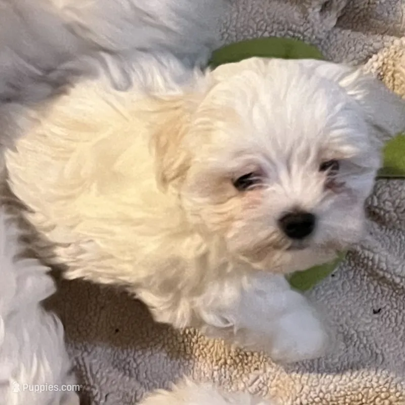 Baby Boy – Maltese puppy for sale in Chehalis, WA