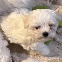 Baby Boy, a male Maltese for sale in Chehalis, WA – 1 of 2