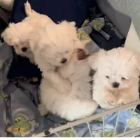 Leo Boy, a male Maltese for sale in Chehalis, WA – Photo 2 of 4