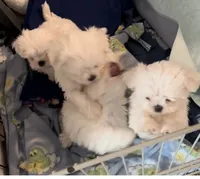 processed/7c93ba8c-31e9-4bb0-86c2-45c81ba115c5/listing/51001595-d194-4418-94b8-bae248048956/0b1db196-a301-48a0-8382-a72efa1ca823