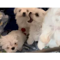 Leo Boy, a male Maltese for sale in Chehalis, WA – Photo 4 of 4