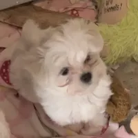 Leo Boy, a male Maltese for sale in Chehalis, WA – Photo 3 of 4