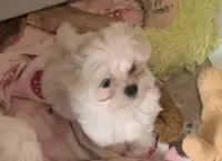 processed/7c93ba8c-31e9-4bb0-86c2-45c81ba115c5/listing/51001595-d194-4418-94b8-bae248048956/cf5f5ae6-e35f-49b4-8356-e795b994bcd6