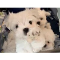 Leo Boy, a male Maltese for sale in Chehalis, WA – Photo 1 of 4