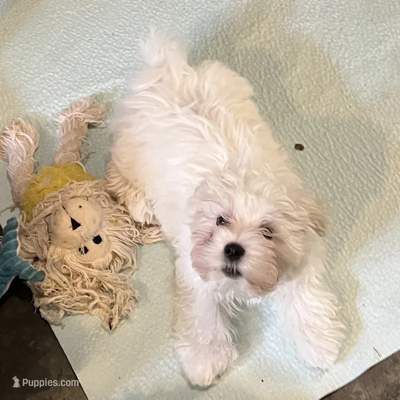 Big Boy – Maltese puppy for sale in Chehalis, WA