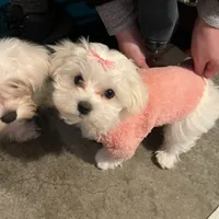 Kali, a female Maltese for sale in Chehalis, WA – Photo 2 of 2