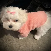 Kali, a female Maltese for sale in Chehalis, WA – Photo 1 of 2