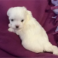 Kami, a female Maltese for sale in Chehalis, WA – Photo 1 of 3