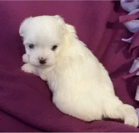 processed/7c93ba8c-31e9-4bb0-86c2-45c81ba115c5/listing/6e7c3e52-76dc-41a2-91de-db593df8ad26/3d9d06fa-0ece-4d5b-acd4-366dd30c1619