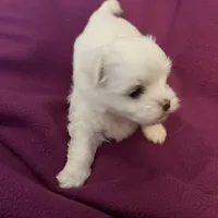 Kami, a female Maltese for sale in Chehalis, WA – Photo 3 of 3