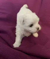 processed/7c93ba8c-31e9-4bb0-86c2-45c81ba115c5/listing/6e7c3e52-76dc-41a2-91de-db593df8ad26/48909b1f-1a50-402b-8b17-bf9697b84714