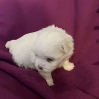 Kami, a female Maltese for sale in Chehalis, WA – Photo 2 of 3