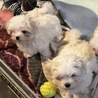 Baby Boy, a male Maltese for sale in Chehalis, WA – 2 of 2