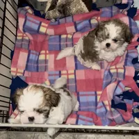 Poppy girl, a male Shih Tzu for sale in Chehalis, WA – Photo 2 of 3