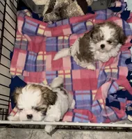 Poppy girl, a male Shih Tzu for sale in Chehalis, WA – Photo 2 of 3