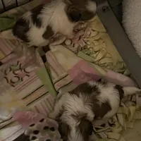 Poppy girl, a male Shih Tzu for sale in Chehalis, WA – Photo 3 of 3