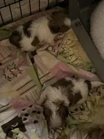 Poppy girl, a male Shih Tzu for sale in Chehalis, WA – Photo 3 of 3