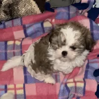 Poppy girl, a male Shih Tzu for sale in Chehalis, WA – Photo 1 of 3