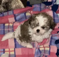 Poppy girl, a male Shih Tzu for sale in Chehalis, WA – Photo 1 of 3