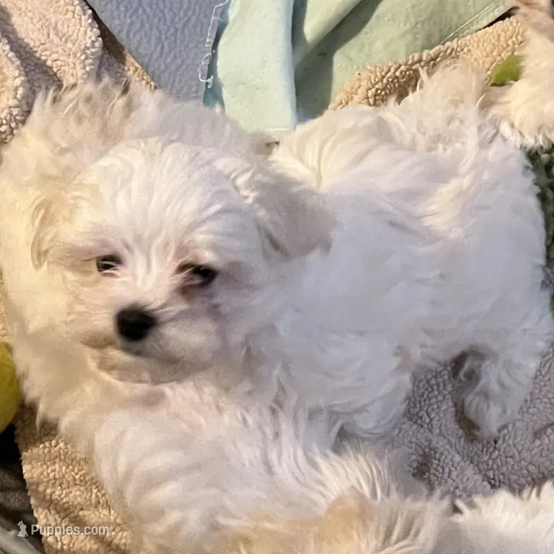 Joey – Maltese puppy for sale in Chehalis, WA