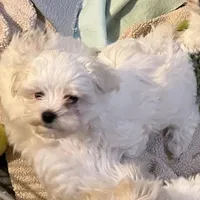 Joey, a male Maltese for sale in Chehalis, WA – 1 of 2