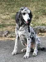 Bentley, a male Poodle - Standard  for sale in McCaysville, GA – 2 of 2