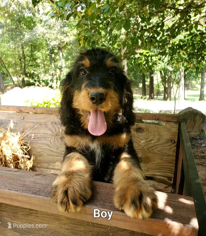 Alfred – Bernedoodle puppy for sale in McCaysville, GA