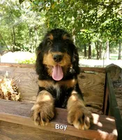 Alfred, a male Bernedoodle for sale in McCaysville, GA – 1 of 1