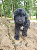 Brown Collar, a male Bernedoodle for sale in McCaysville, GA – 1 of 1