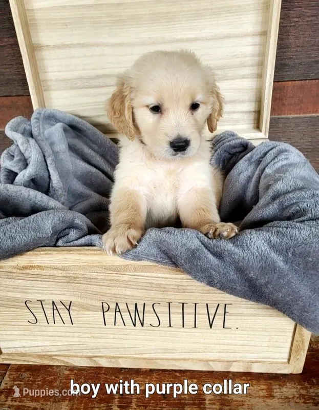 Purple Collar – Golden Retriever puppy for sale in McCaysville, GA