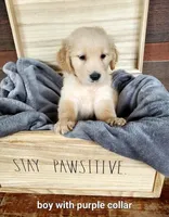 Purple Collar, a male Golden Retriever for sale in McCaysville, GA – 1 of 1